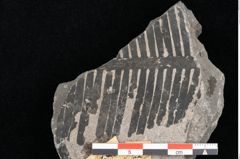 Foto (Detailansicht) von Palissya araunii Endl. (NHMW-GEO-2024-0188-10580)